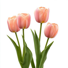 Naklejka premium Beautiful pink tulips with green leaves, isolated on white background, evoke sense of freshness and elegance, perfect for spring decor or floral arrangements
