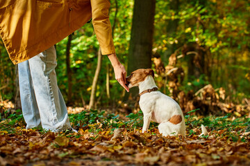 Dog owner training her Jack Russell terrier with treat in sunny forest. Woman with her pet have fun...