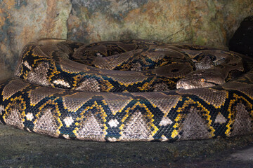 Large Reticulated Python Snake coiled up. 