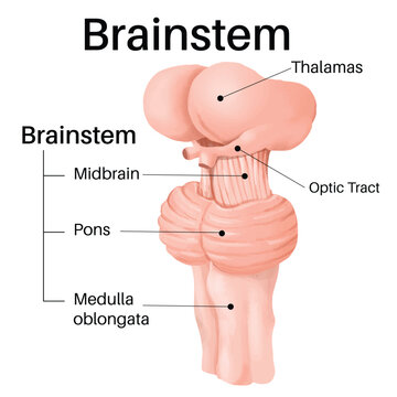 The brainstem is the posterior part of the brain.
