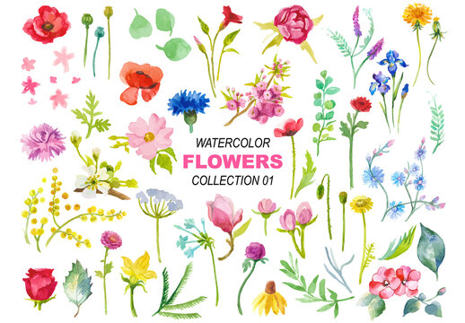 Watercolor painted collection of flowers. Hand drawn flower design elements isolated on white background.
