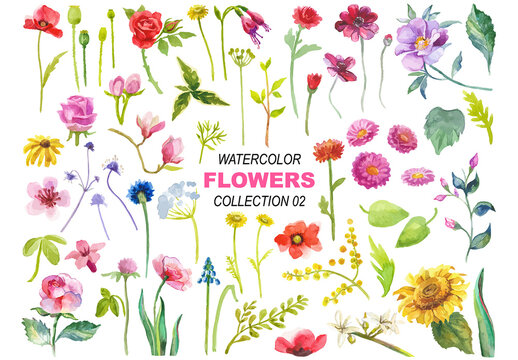 Watercolor painted collection of flowers. Hand drawn flower design elements isolated on white background.