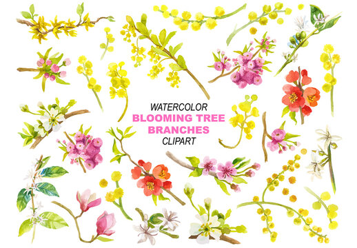 Watercolor painted collection of blooming tree branches. Hand drawn design elements isolated on white background.