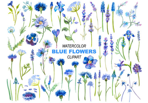 Vector watercolor painted blue flowers. Hand drawn design elements isolated on white background.