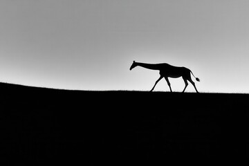 Giraffe silhouette walking on horizon at sunset
