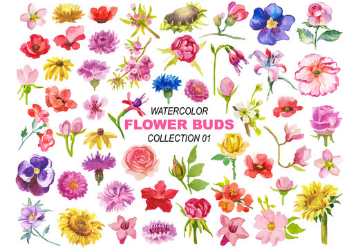 Vector watercolor painted flower buds. Hand drawn design elements isolated on white background.