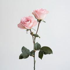 Two pink roses with green leaves on stem, symbolizing love and beauty, stand elegantly against light background, evoking sense of tranquility and grace