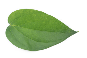 Betel leaf green or Piper betle isolated on white background. Medicinal plant