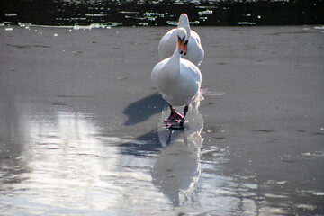Schw&auml;ne im G&auml;nsemarsch