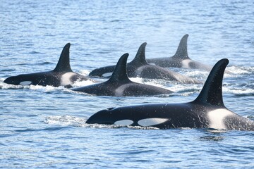 Fototapeta premium Energetic orcas swimming in formation under sunlight detailed photograph