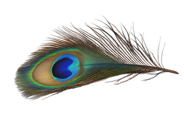 Obraz premium Vivid Peacock Feather with Striking Colors