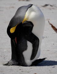Gentoo penguin colony at Yorke Bay 4 miles north east from capital city Stanley at Falkland Island
