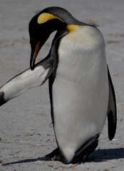 Obraz premium Gentoo penguin colony at Yorke Bay 4 miles north east from capital city Stanley at Falkland Island