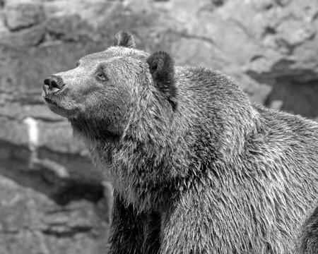 closeup portrait of a grizzly bear