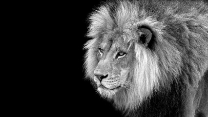 Closeup portrait of a male African lion
