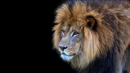 Closeup portrait of a male African lion
