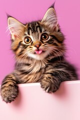 Obraz premium Adorable fluffy kitten with playful expression on pink background