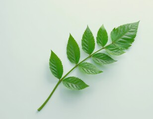 Green leaves. Single green leaf against a clean white background. Earth Day