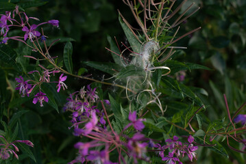 flowers in the garden, Rooibos tea	
