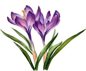 Fototapeta premium Beautiful Flower Clipart Vector Illustration - Floral Design for Graphics