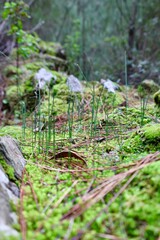 Mossy rock surf. High quality photo