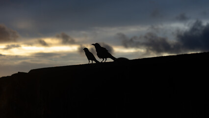 raven at sunset