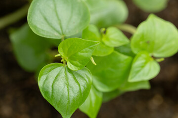 Close-up of Vibrant Green Leaves