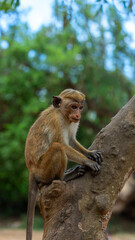 Monkey in Yala National park, Sri Lnka