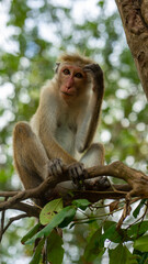 Monkey in Yala National park, Sri Lnka