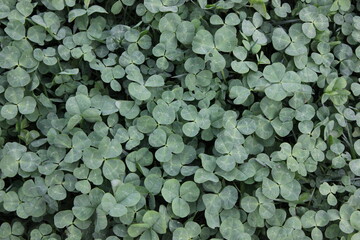 A dense patch of lush green clover, ideal for homestead raising, sustainable farming, and forage....