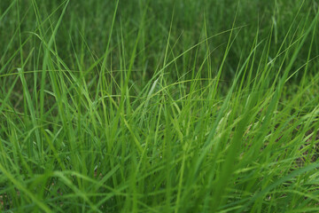 Close-Up of Vibrant Green Grass Blades in Natural Field
