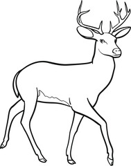 deer
