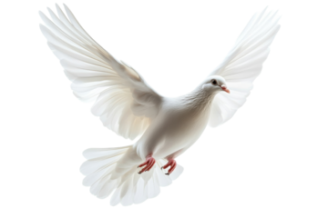 Peaceful White Dove in Flight