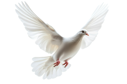 Peaceful White Dove in Flight