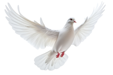Peaceful White Dove in Flight