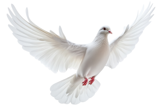 Peaceful White Dove in Flight