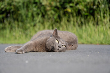 自然公園の道路の上で地面に体をこすりつけてるグレーの毛並みの野良猫