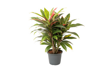 colorful croton plant in gray pot with soil vibrant leaves with red yellow and green accent isolated on transparent or white background png