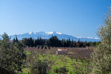 landscape with trees