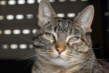 Close-Up of a Tabby Cat Staring in a Serene and Graceful Manner