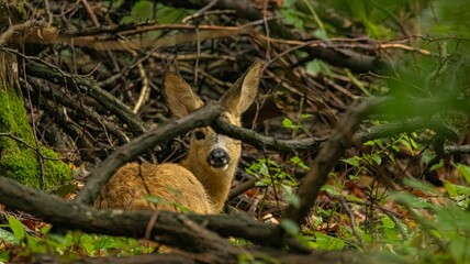 Young deer in a lush forest setting