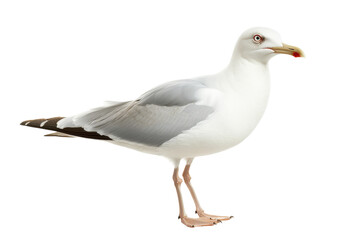 Fototapeta premium Graceful White Seagull Gliding Over the Water