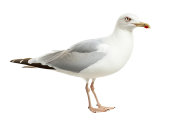 Graceful White Seagull Gliding Over the Water