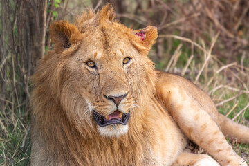 Male Lion with Ear Wound