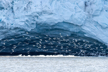 Glacier Svalbard Swarm Gulls Flying