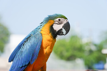 Blue and gold macaw Free-flying training bird standing on a perch.
