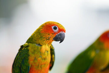 Sun Conure parrots Free-flying training bird standing on a perch