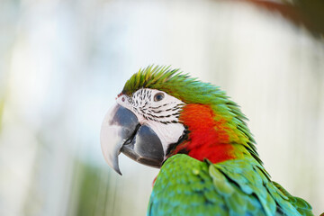Harlequin macaw Hybrid green wing with blue and gold macaw Free-flying training bird standing on a perch.