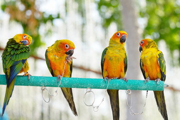 Sun Conure parrots Free-flying training bird standing on a perch