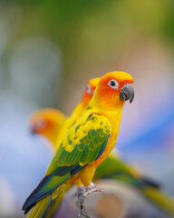 Sun Conure parrots Free-flying training bird standing on a perch